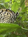 Name: Resident of Butterfly House.jpg
Size: 56 Kb